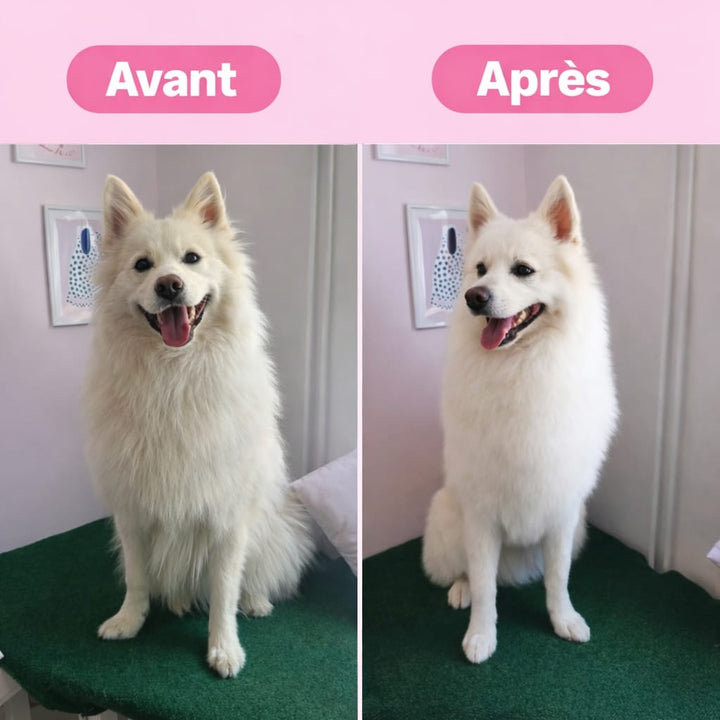 Maison propre: brosse magique pour ramasser rapidement les poils d'animaux domestiques.