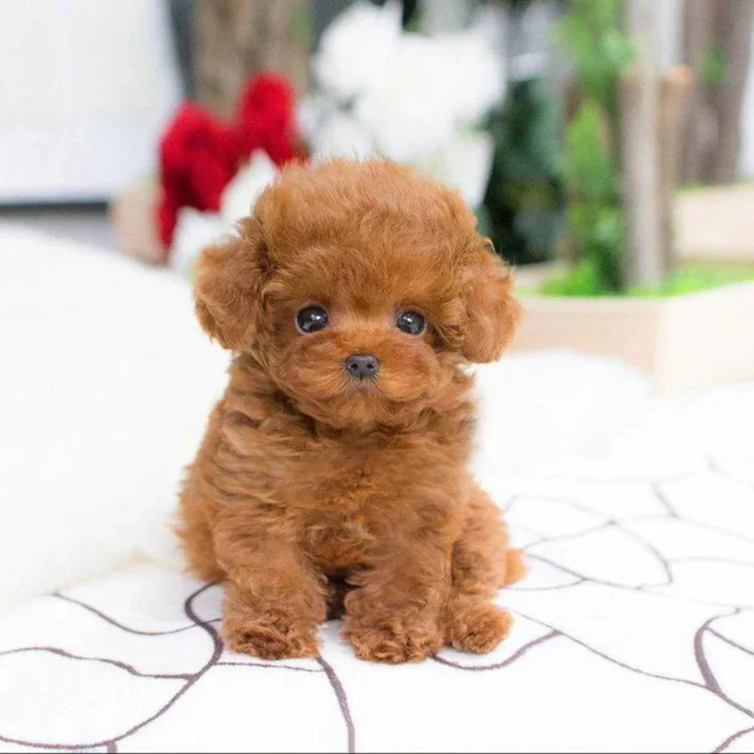 Chiot robot intelligent pour jeunes enfants, avec des mouvements réalistes, une peluche douce et des réactions.