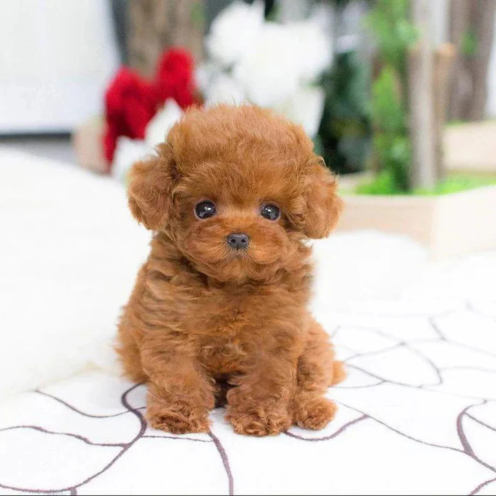 Chiot robot intelligent pour jeunes enfants, avec des mouvements réalistes, une peluche douce et des réactions.