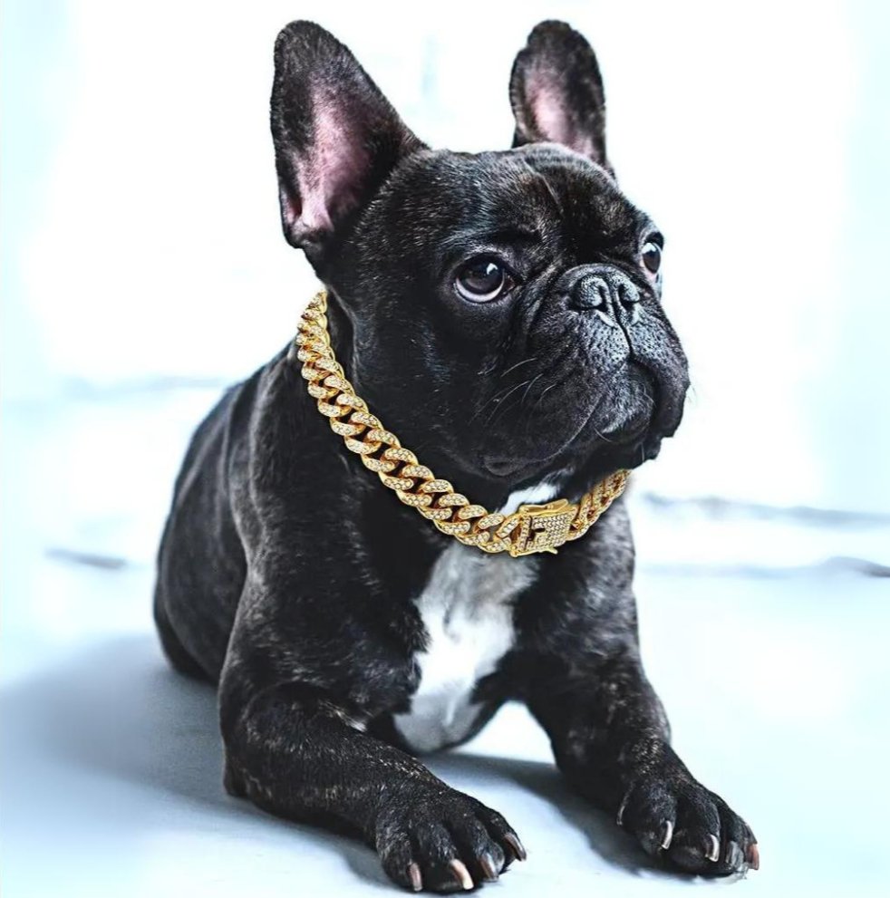 Collier chaîne doré éclatant pour chien, style luxe et élégant, accessoire animal.