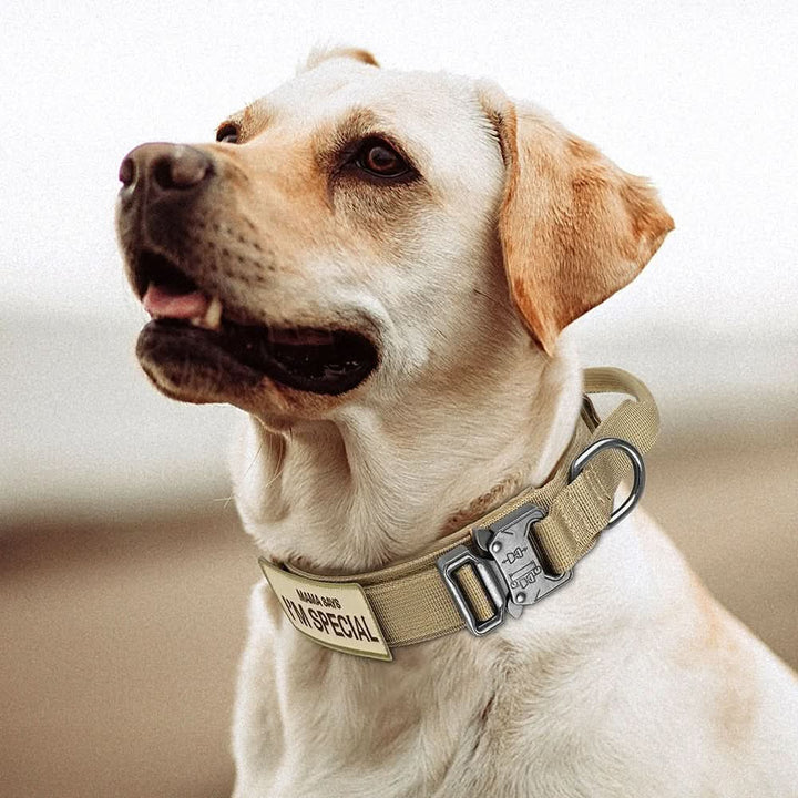 Collier robuste TACTICALK9 pour l'entraînement de chiens actifs, assurant confort et maîtrise maximale.