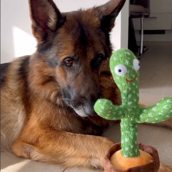 Jouet chien interactif cactus parlant et dansant, peluche sonore rechargeable pour amusement et réduction stress.