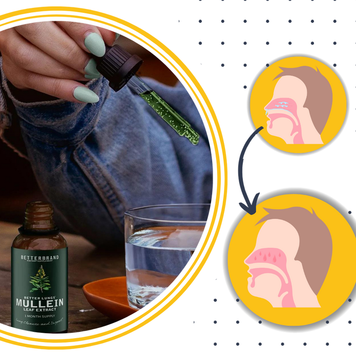 Molène sans gluten : herbe naturelle favorisant le bien-être pulmonaire et la purification.