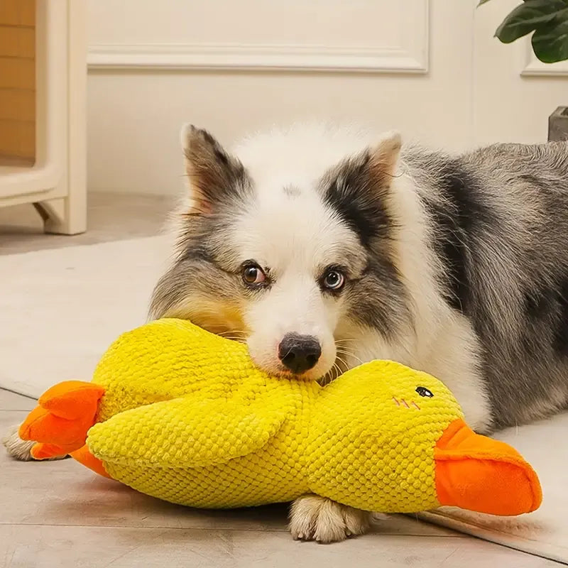 Canard jouet chien durable avec fonction couineur, idéal pour l'hygiène dentaire et le nettoyage des dents.