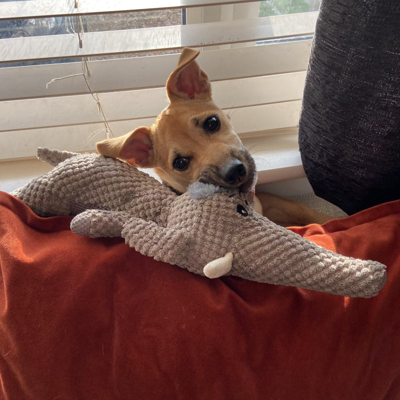 Jouet interactif Maximus pour chien, résistant et anti-stress, parfait pour l'occupation et le bien-être canin.