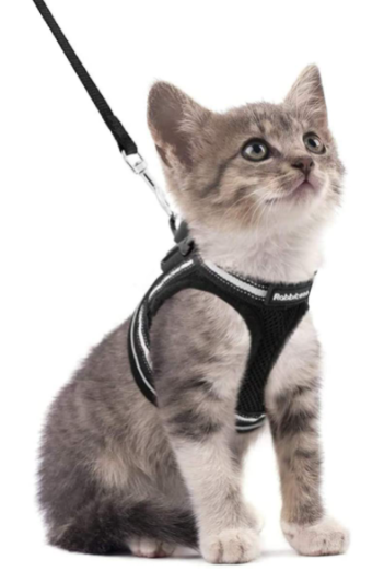 Sécurité maximale: harnais anti-évasion pour chat, avec laisse, pour un contrôle total.