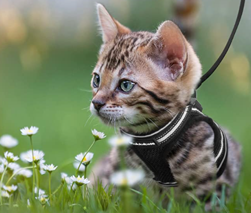 Laisse et harnais anti-évasion réfléchissant pour chat, assure confort et sécurité en aventure.