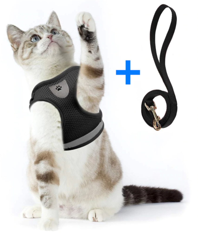 Harnais pour chaton/chat adulte, idéal pour les sorties en extérieur en toute sécurité.