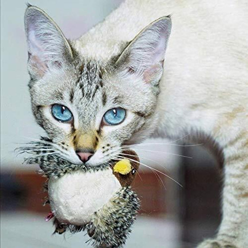 Stimulation du chat : jouet interactif rechargeable avec plumes colorées et sons amusants.