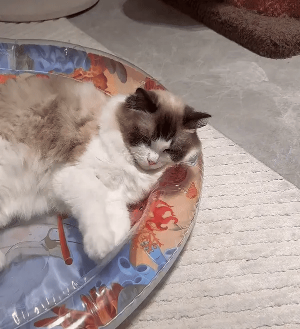 Tapis de jeu interactif pour chats offrant un divertissement sain. Un accessoire essentiel pour le bien-être félin.
