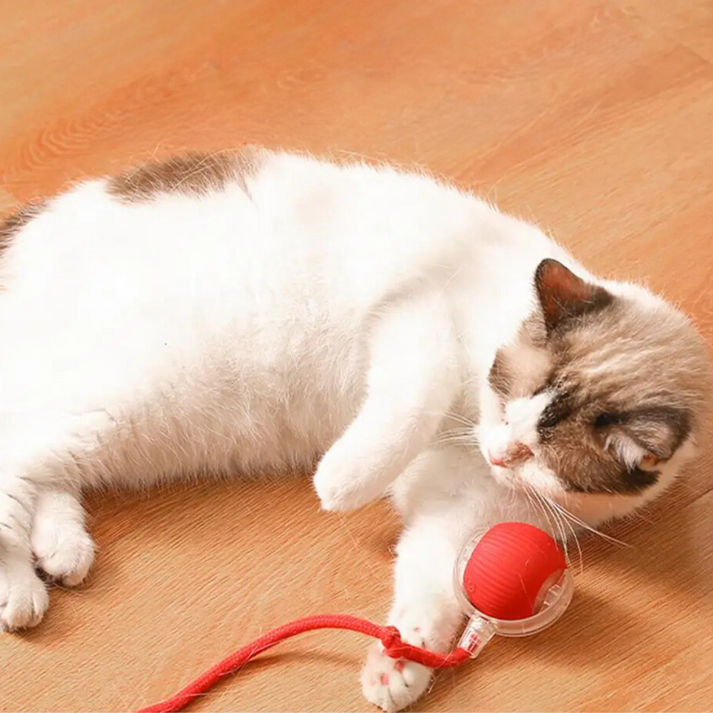 Jouet chaton balle énergétique, divertit et stimule l'activité des jeunes félins. Durable et ludique.