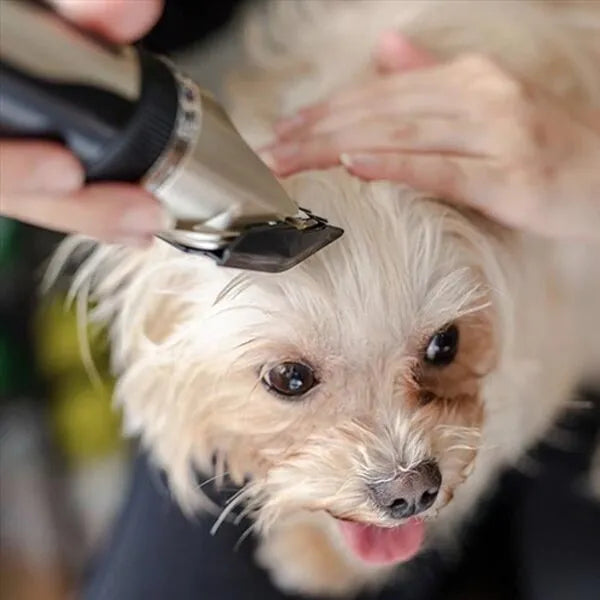 Kit tondeuse silencieuse pour chien avec peignes de coupe. Toilettage canin facile et entretien des poils d'animaux.