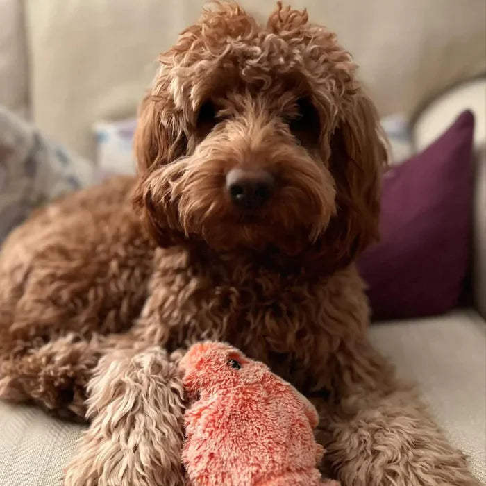 Jouet PlayPal interactif pour chien, détecte le mouvement. Stimule l'instinct de jeu et assure le bien-être de l'animal.