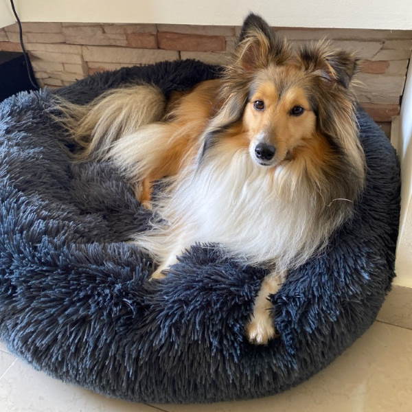 Panier douillet orthopédique pour chien, confort premium, idéal pour vieux chiens et convalescents.