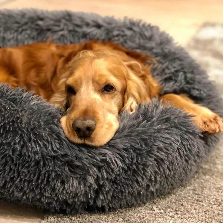 Confort ultime pour chien avec ce lit orthopédique, housse lavable, idéal pour chiens âgés ou actifs.