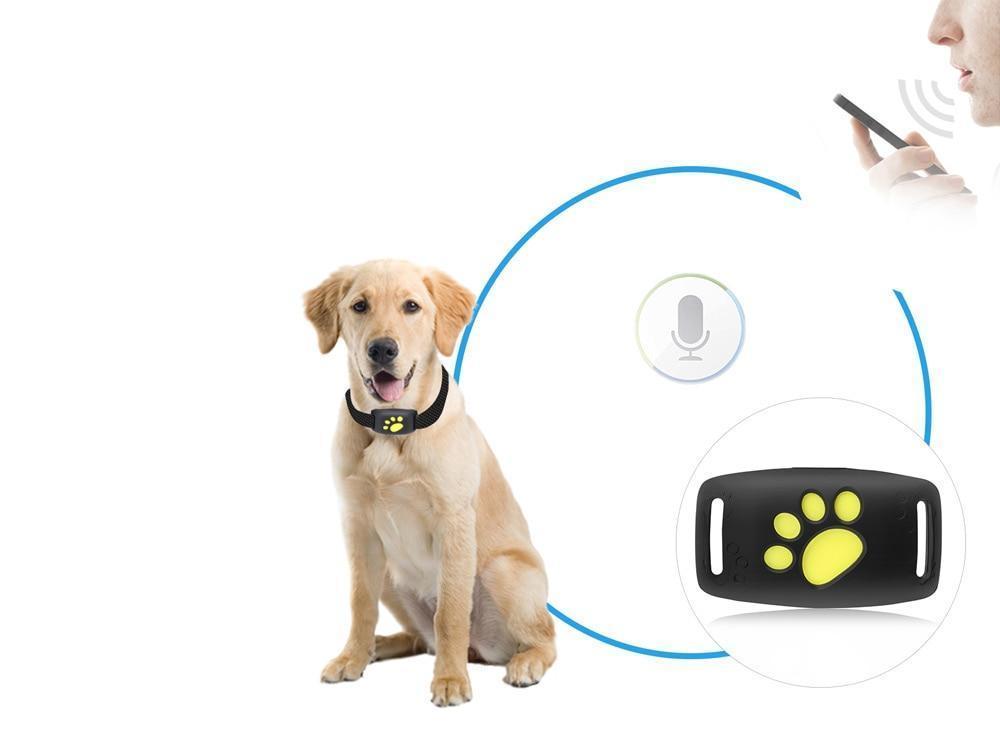 Mini traceur GPS étanche PurrLux fixé au collier, idéal pour le suivi en temps réel des chats et chiens en extérieur.