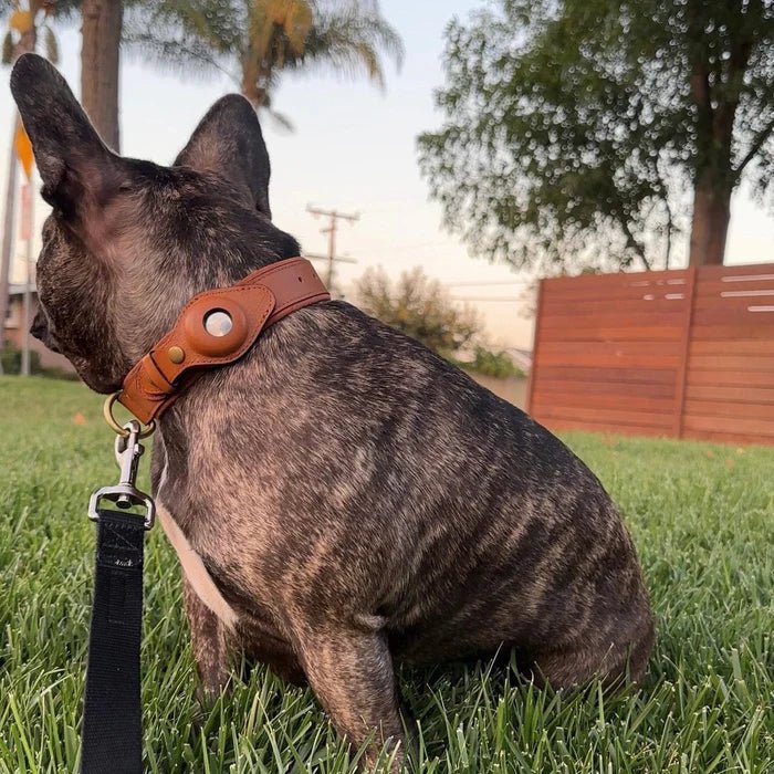 Collier chien écologique en cuir recyclé, robuste et confortable, intégrant un support AirTag pour le suivi GPS.