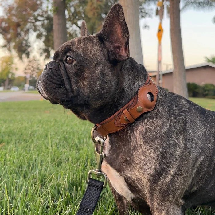Collier chien durable en cuir recyclé, confortable, avec support AirTag pour suivi GPS anti-perte.