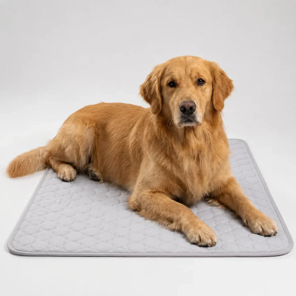Chien se reposant sur un tapis rafraîchissant bleu, profitant de la fraîcheur estivale. Idéal pour animaux.