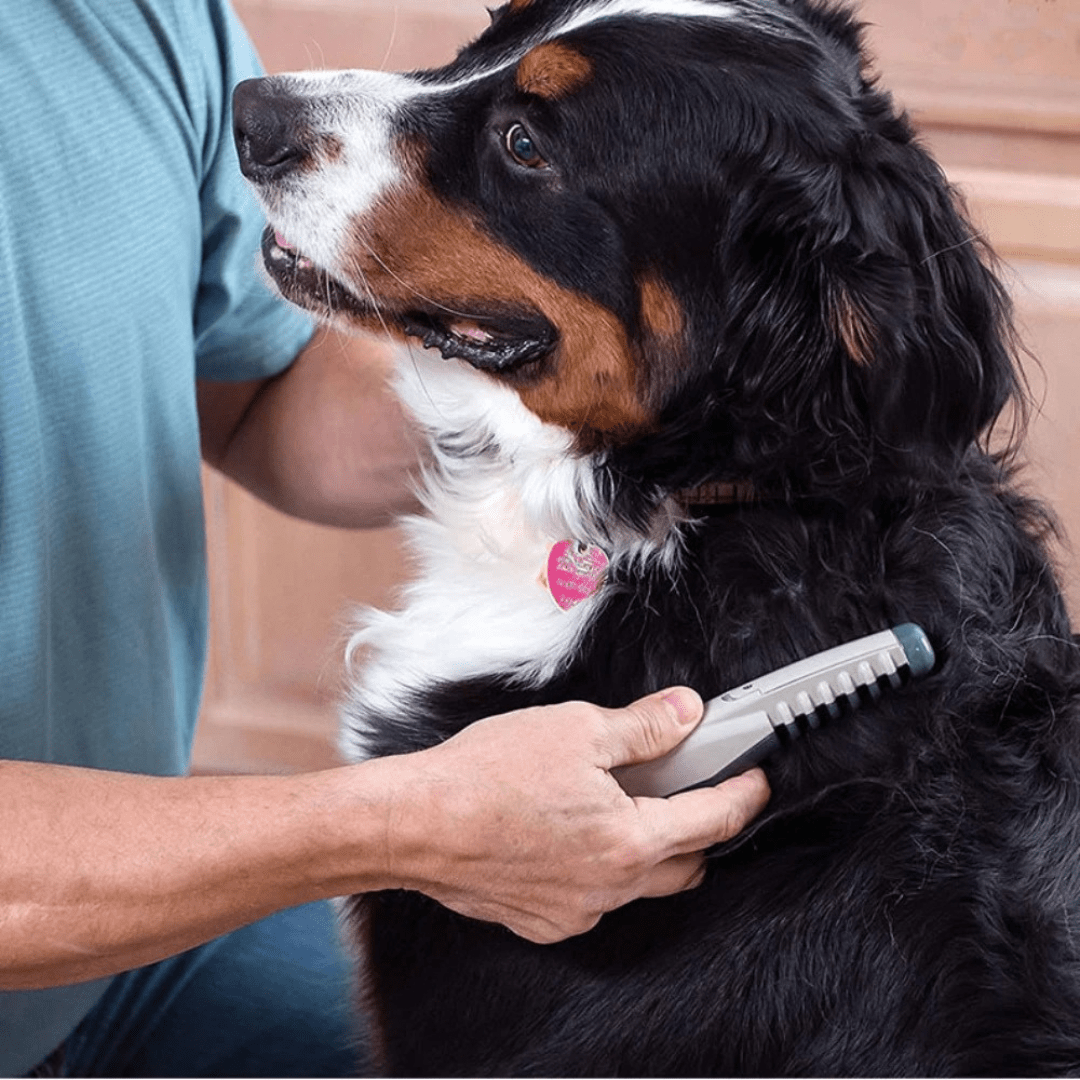 Tondeuse sans fil pour animaux, coupe sans stress du pelage de votre chat ou chien à la maison.