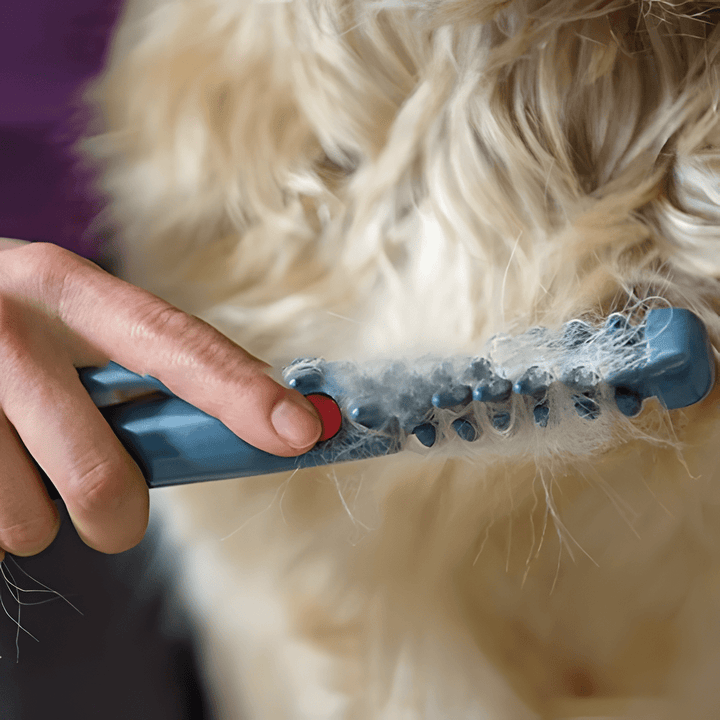 Kit tondeuse professionnelle pour animaux avec brosse, entretien facile du pelage chien et chat.